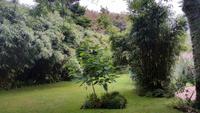 Tea Garden auf Little Sark