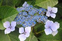Tellerhortensie