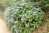 Tellerhortensie