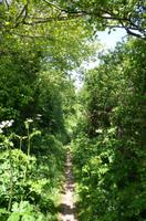 Waldpfad auf Sark