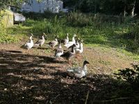 Wanderung auf den Green Lanes im inneren Jerseys