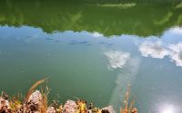 Wanderung im Tal der Wassermühlen - Forellen im Stausee