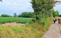 Wanderweg zur Bucht Grève de Lecq - Kartoffelfelder