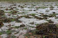 Wattenmeer 