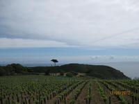 Weinanbau auf Sark