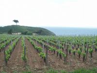Weinanbau auf Sark
