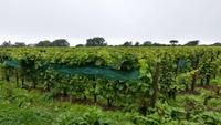 Weinanbau durch die umstrittenen Barclay Brüder