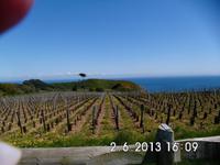Weinberg auf Sark