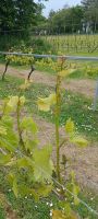 Weingut La Mare