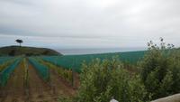 Weinhänge auf Sark