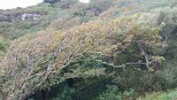 Windschiefe Bäume auf Sark