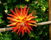 Wunderschöne Blumen überall auf unserer Gartentour.
