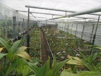 Zucht in der Orchid Foundation