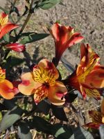 herrliche Blumen