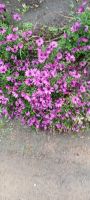 im Botanischen Garten Samares Manor