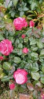im Botanischen Garten Samares Manor