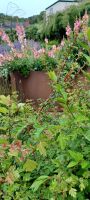 im Botanischen Garten Samares Manor