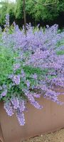 im Botanischen Garten Samares Manor