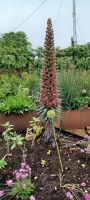 im Botanischen Garten Samares Manor