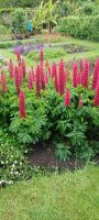 im Botanischen Garten Samares Manor