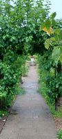 im Botanischen Garten Samares Manor