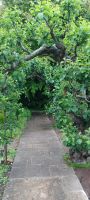 im Botanischen Garten Samares Manor
