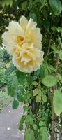 im Botanischen Garten Samares Manor
