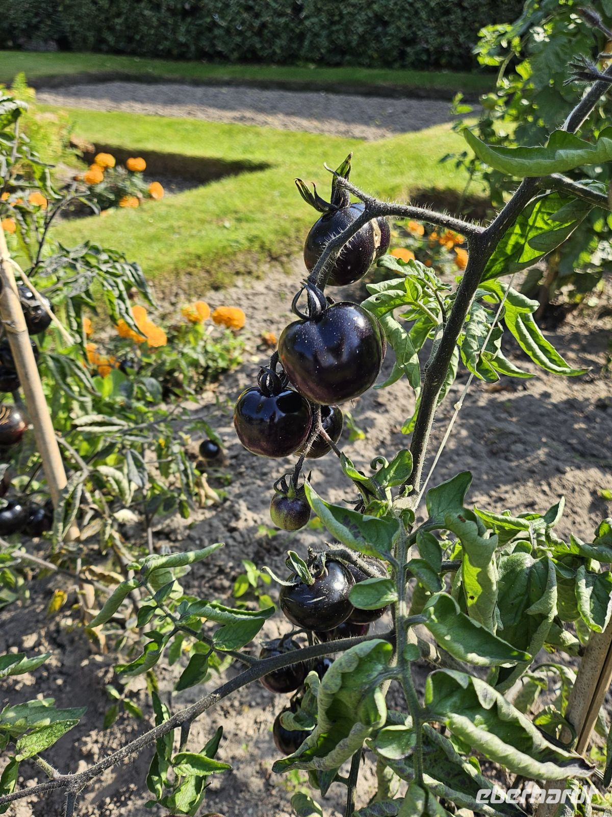 schwarze Tomaten