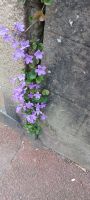 typ. Blumen an den Steinmauern