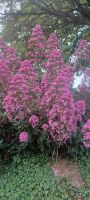 wieder herrliche Blumen am Wegesrand
