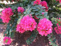 Blumenpracht im Santa Catalina Park