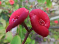 El Cercado – Pflanzenwelt