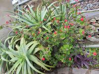 El Cercado – Pflanzenwelt