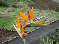 El Cercado – Pflanzenwelt