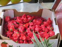 Spaziergang in Santa Cruz de La Palma - Markthalle