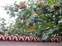 Wallfahrtskirche der Virgen de las Nieves - Kakibaum