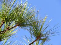 Kanarische Kiefer in der Caldera de Taburiente