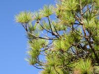 Kanarische Kiefer in der Caldera de Taburiente