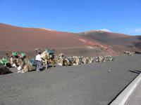 Kamele am Timanfaya-Nationalpark