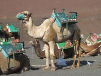 Kamele am Timanfaya-Nationalpark