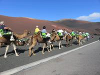 Kamele am Timanfaya-Nationalpark