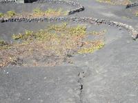 Weinanbaugebiet La Geria