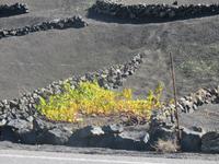 Weinanbaugebiet La Geria