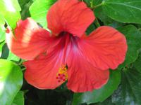 Blumen in den Höhlen Jameos del Aqua