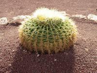 Schwiegermutterstuhl