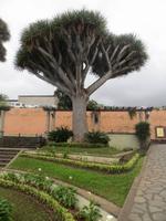 Drachenbaum auf Teneriffa