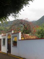 Las Nieves, La Palma