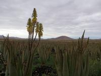 Aloe Vera Farm, Fuerteventura