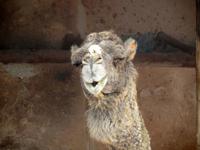 Freilichtmuseum La Alcogida, Fuerteventura
