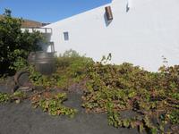 Weinanbaugebiet La Geria